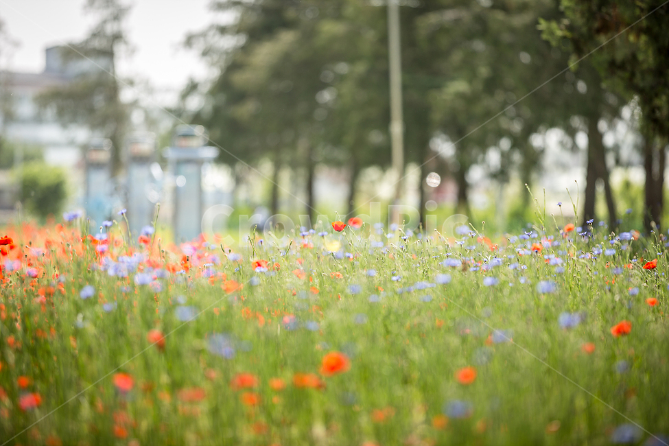 양귀비,꽃밭,붉은꽃,양귀비꽃,붉은양귀비,식물,자연,plants,nature,꽃,flower