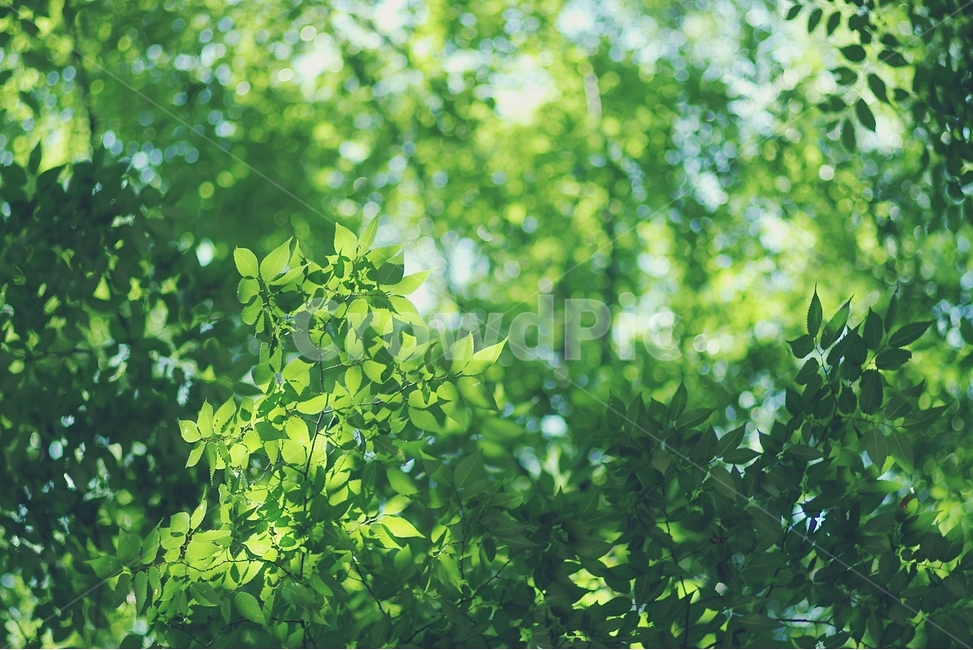 단풍,단풍잎,maple,초록,green,봄,나뭇잎,leaf,연두,tree,식물,자연,plants,nature,휴식,힐링,rest,relaxation,healing