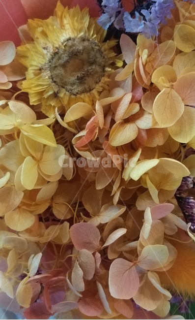 꽃,식물,자연,아름다운,느낌,인테리어,flower,plant,꽃잎,petal