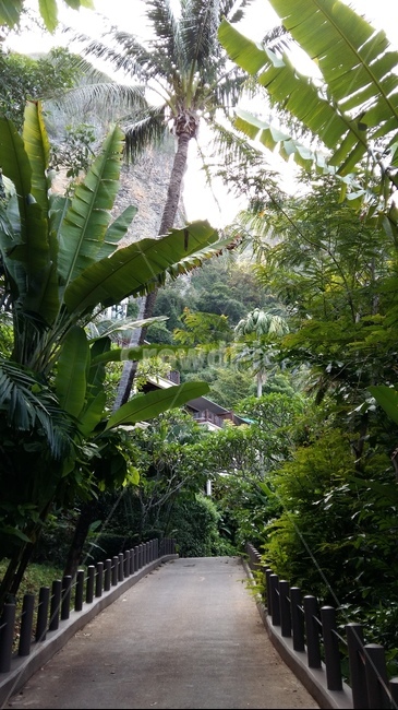 outdoors,옥외,garden,정원,arbour,정자,정글,야자수,열대우림,숲,숲길,풀숲,풀,나무