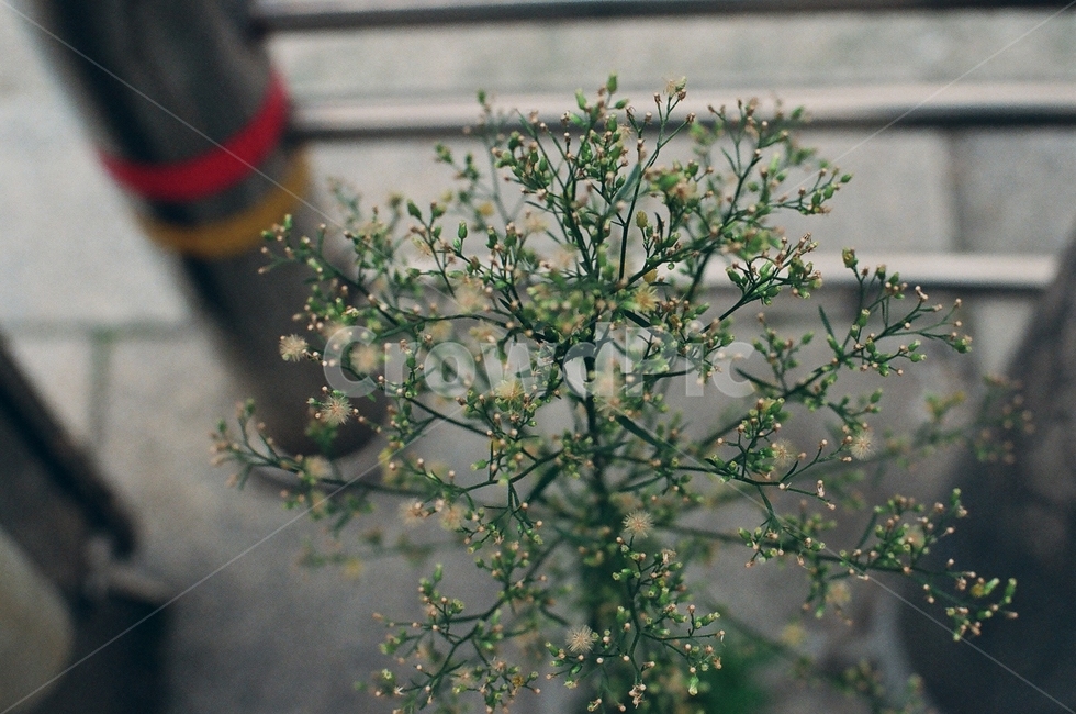 길거리,꽃,꽃망울,도로,도보,식물,자연,plants,nature