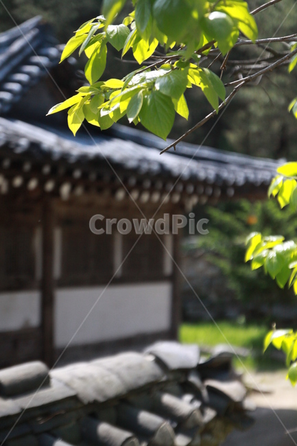한국적,한국전통,전통적인,전통가옥,한국기와,korean,koreantradition,traditional,traditionalhouse,traditionalflag,식물,자연,plants,nature