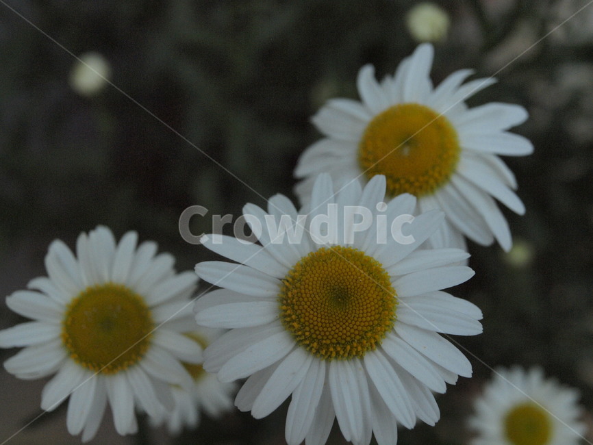 daisies,blossom,꽃,flower,daisy,데이지,plant,식물,식물,자연,plants,nature,꽃,flower