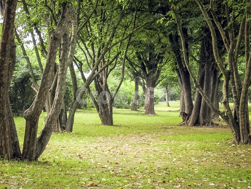 나무,숲,녹색,푸르름,숲길,foresttrail,자연,풍경,nature,landscape,식물,plants,나무,trees,wood,휴식,힐링,rest,relaxation,healing,plant,tree,tree trunk,나무 줄기