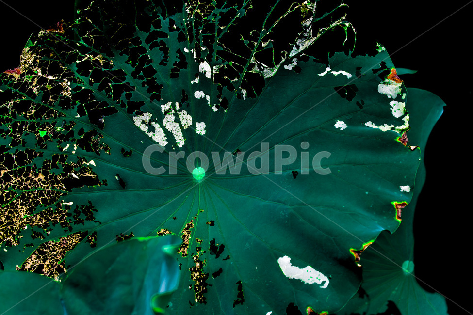 연잎,문양,무늬,패턴,퇴색,식물,자연,plants,nature