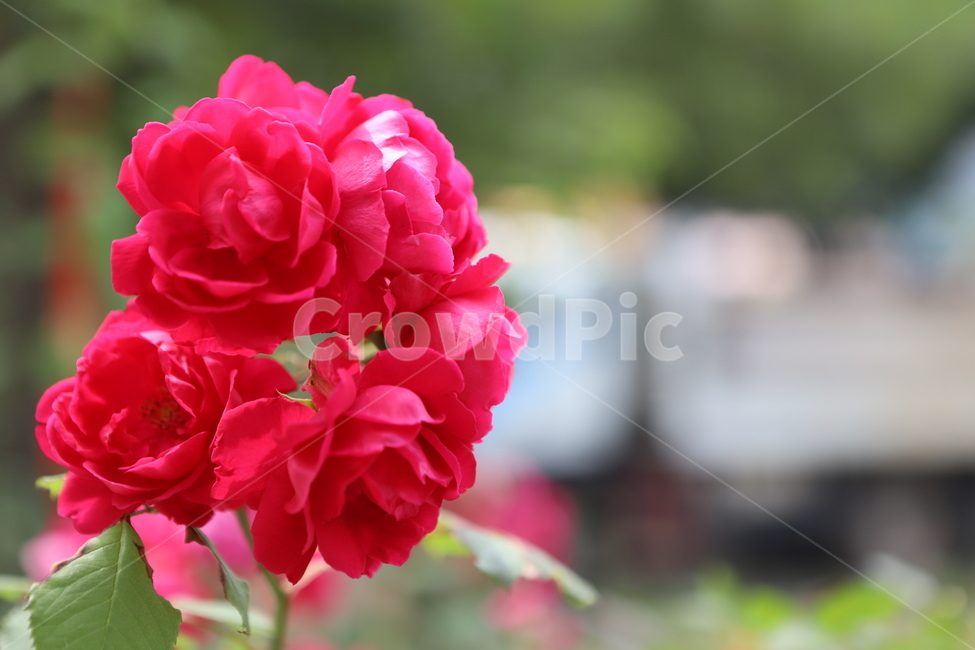 plant,식물,geranium,blossom,꽃,flower,붉은꽃,야생화