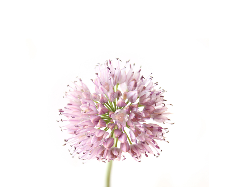 allium,alliumflower,alliumflowerpurple,bulb,bulbous,chives,closeup,flower,fresh,green,head,nature,pink,plant,purple,white,분홍색,핑크,식물,플라워,자연,보라색,그린,녹색,줄기,신선한,클로즈업,두메부추꽃,꽃,두메부추,부추꽃,부추,흰배경,식물,자연,plants,nature,꽃,flower,누끼,remove background