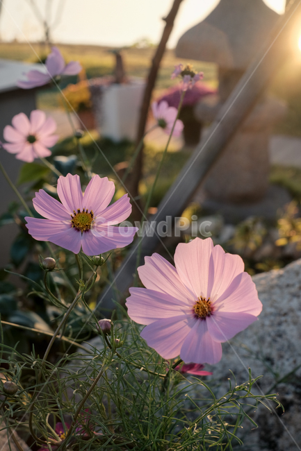 꽃,flower,코스모스,cosmos,blossom,식물,plant,식물,자연,plants,nature,꽃,flower