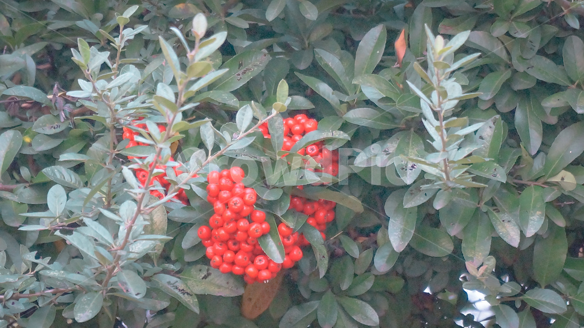 식물,열매,붉은색,빨간색,풀잎,plant,red,leaf,fruit,color,식물,자연,plants,nature,과일,열매,fruit