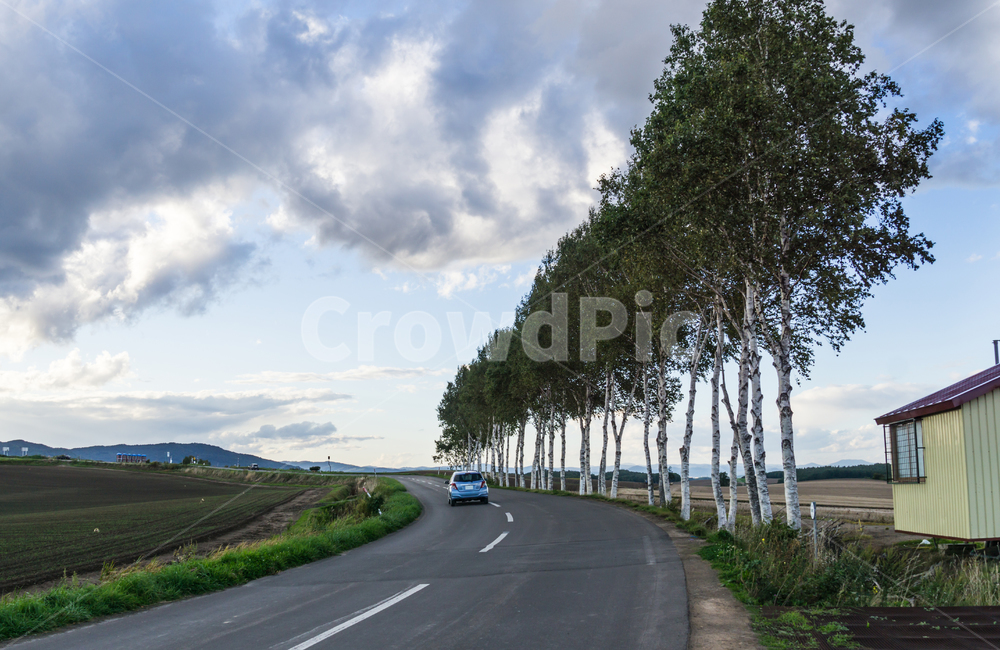 홋카이도,비에이,북해도,일본풍경,가을풍경,landscape,일본관광지,시골도로