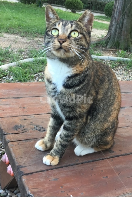 길고양이,고양이,코숏,코리안숏헤어,개냥이,동물,animal,포유류,mammal,고양이,cat,kitten,kitty