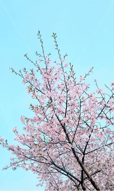 벚꽃,봄,꽃,파스텔,cherryblossom,봄,계절,spring,season,식물,자연,plants,nature,꽃,flower,나무,trees,wood,plant,blossom,cherry blossom