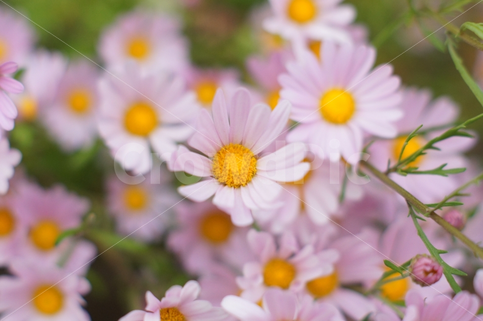 꽃,꽃사진,들꽃,들꽃사진,가을꽃,식물,자연,plants,nature,꽃,flower