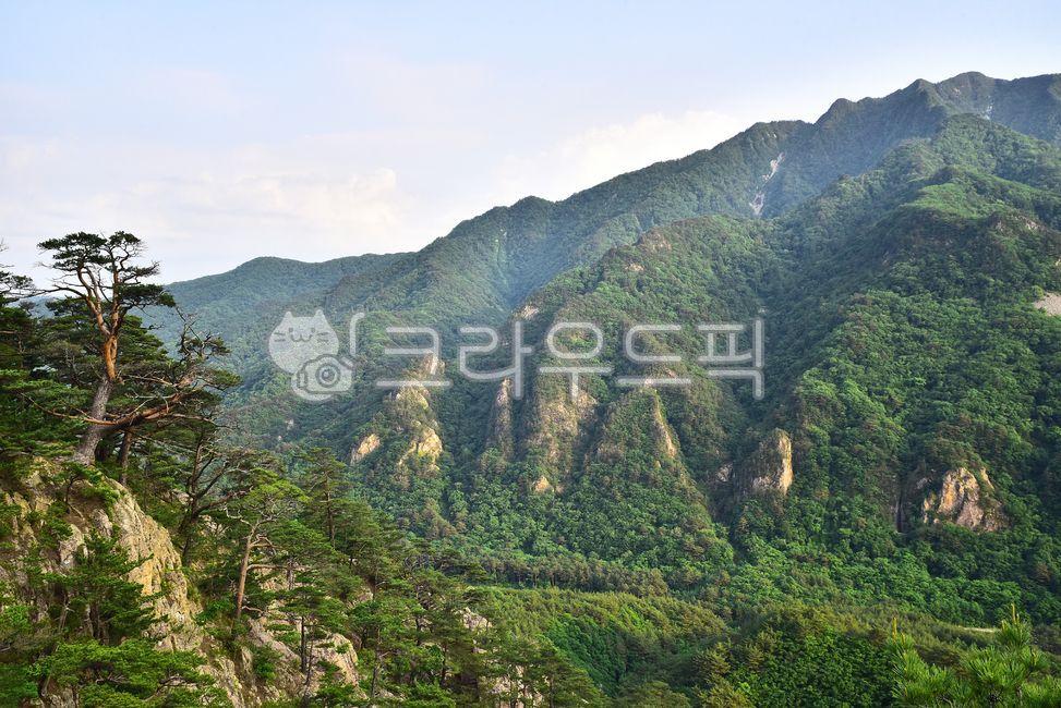 A national park,pine tree,healing,mountain,high mountain,Korean natural scenery,ridge,Mt Seolark,nature,tree,mountain range,evergreen,peaks,outdoor,environment,outdoors,softwood,background