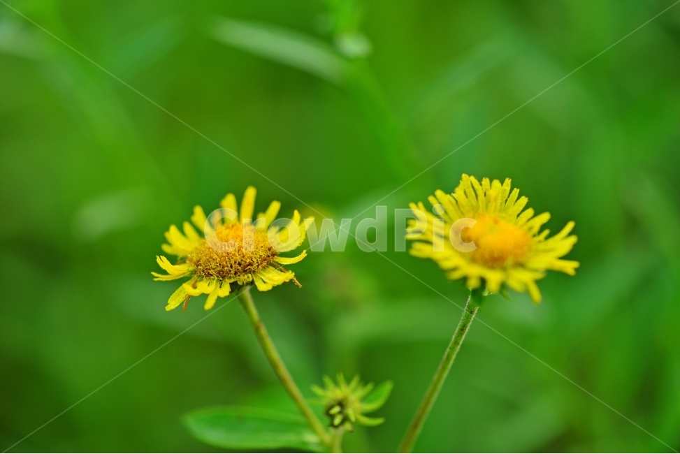 plant,식물,blossom,flower,꽃,금블초,금불초꽃