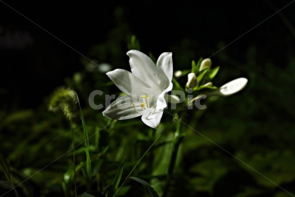 자연,야간,식물,dark,night,plant,비비추,향기,beautiful,flower,식물,자연,plants,nature,꽃,flower