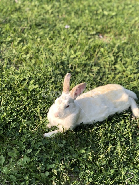 토끼,공원,동물,잔디,녹색,동물,animal,포유류,mammal