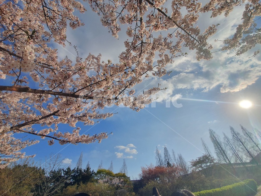 봄,벚꽃,벚꽃나무,꽃놀이,하늘,sky,spring,cherryblossom,자연,flowers,봄,계절,spring,season,자연,풍경,nature,landscape,plant,식물