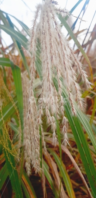 plant,식물,food,초목,갈대,grain,곡물,가을,식물,자연,plants,nature