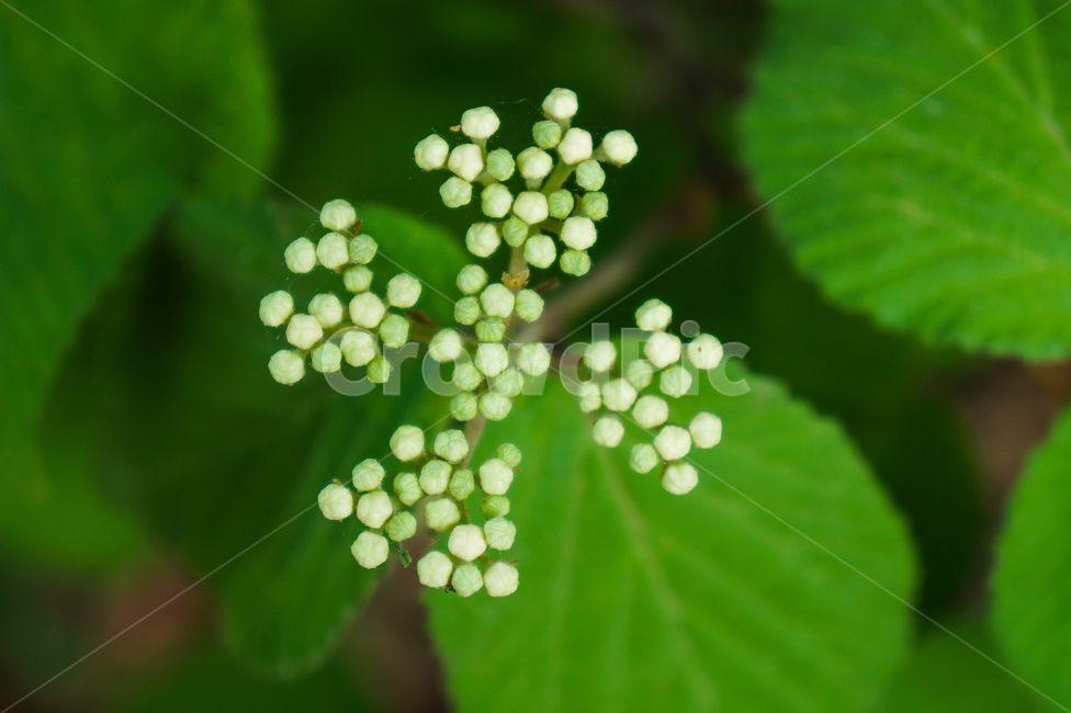 꽃,봄,꽃몽우리,초록,잎사귀,식물,자연,plants,nature,꽃,flower