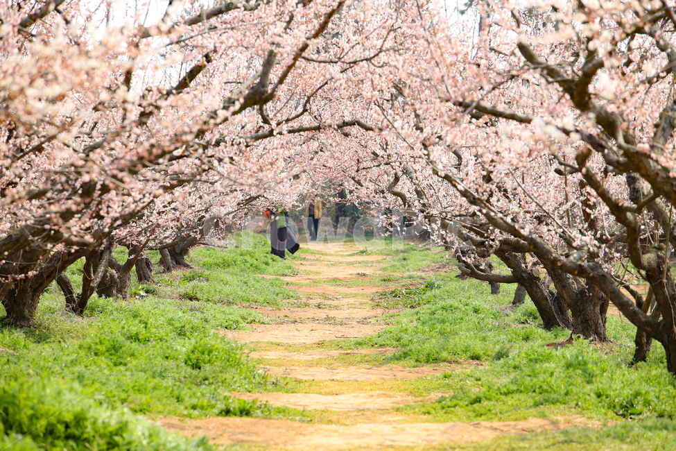 매화,봄,매화터널,터널길,꽃,봄,계절,spring,season,자연,풍경,nature,landscape,plant,식물