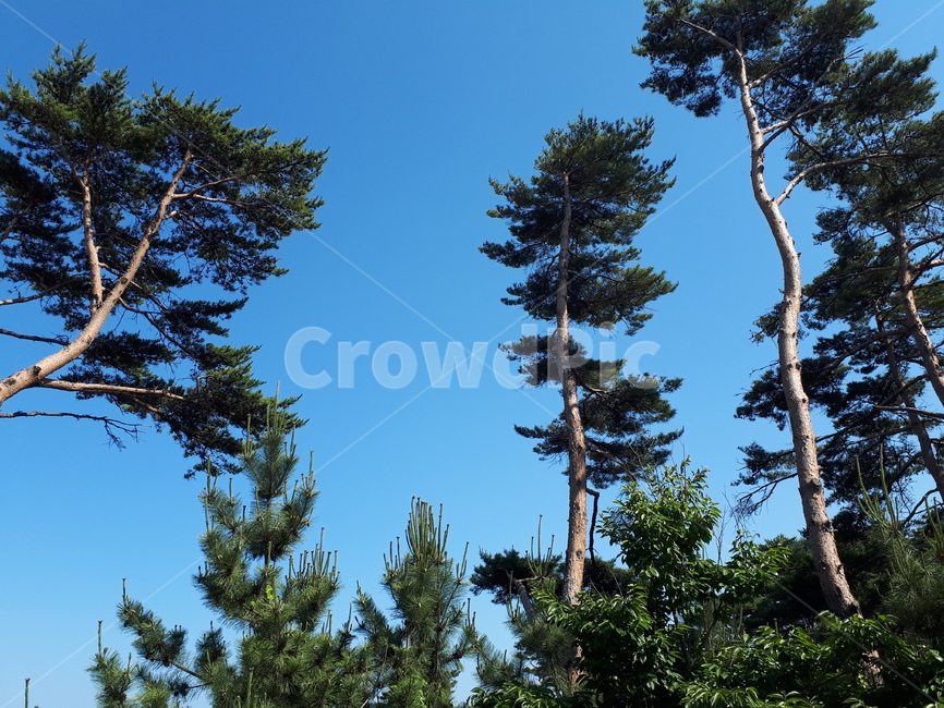 나무,풍경,맑은,자연,하늘,자연,풍경,nature,landscape,tree,plant,식물,fir,전나무,conifer,구과 식물