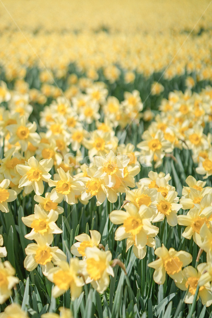 노란,옐로우,노랑색,수선화,꽃,봄꽃,노란물결,narcissus,봄,계절,spring,season,plant,식물,flower,blossom
