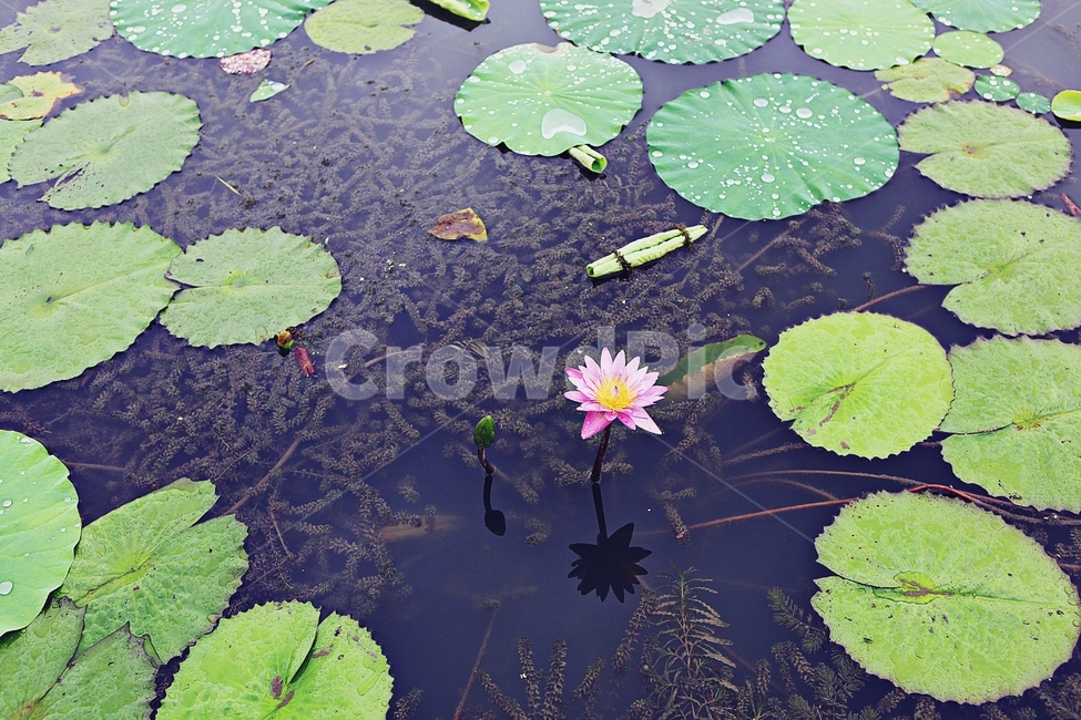 연꽃,꽃,수중식물,연잎,호수