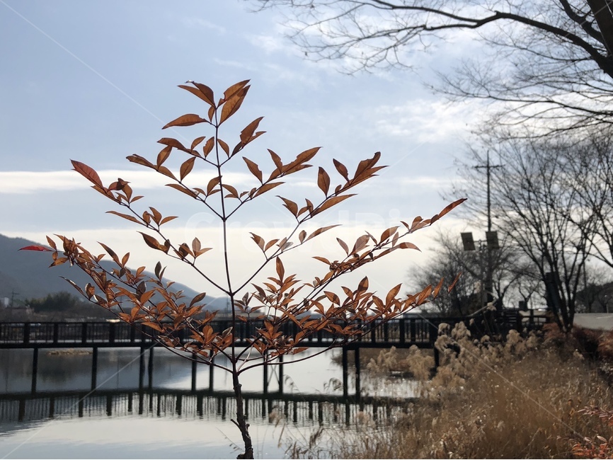식물,자연풍경,하늘,나무,단풍,산,강,맑음,풍경,다리,구름,가을,계절,fall,autumn,season,자연,풍경,nature,landscape,한국자연풍경,한국자연경관,korea nature landscape,식물,plants,plant,grass,잔디