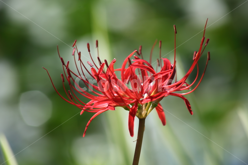 상사화,lycorissquamigera,magiclily,꽃무릇,redspiderlily,식물,자연,plants,nature,꽃,flower