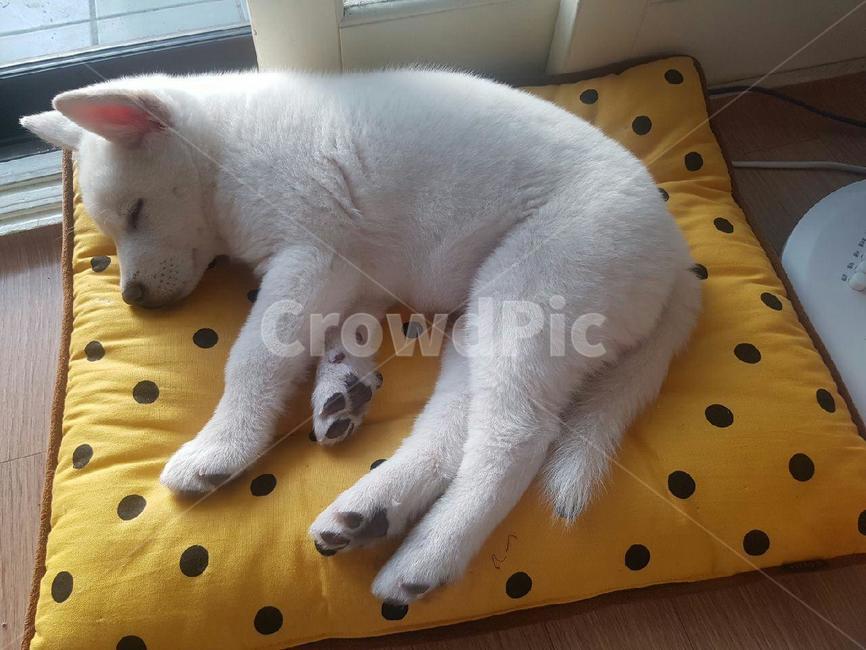 강아지,자는강아지,애완견,dog,귀여운강아지
