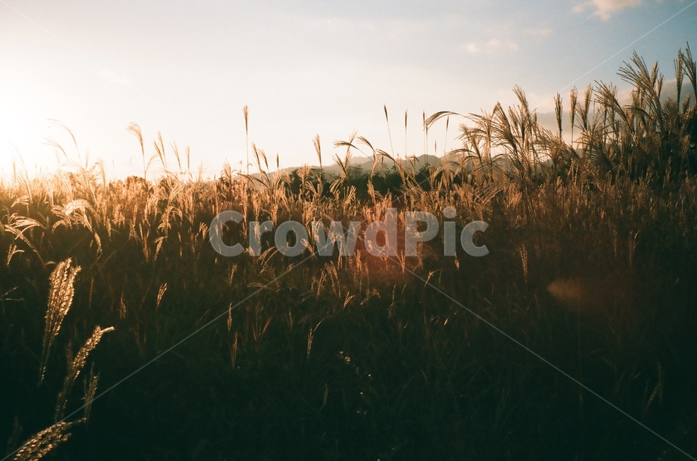 가을,갈대,하들,구름,필름사진,가을,계절,fall,autumn,season,자연,풍경,nature,landscape,감성,sensible,feeling,plant,식물,grass,잔디
