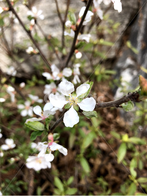 봄꽃,봄,벚나무,spring,꽃구경
