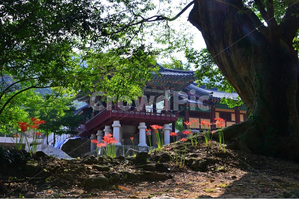 architecture,건축물,building,건물,light,flare,플레어,outdoors,옥외,blossom,flower,꽃,petal,꽃잎,plant,식물,tree,나무,treetrunk,나무줄기,영광,불갑사,꽃무릇축제,꽃무릇,축제,상사화