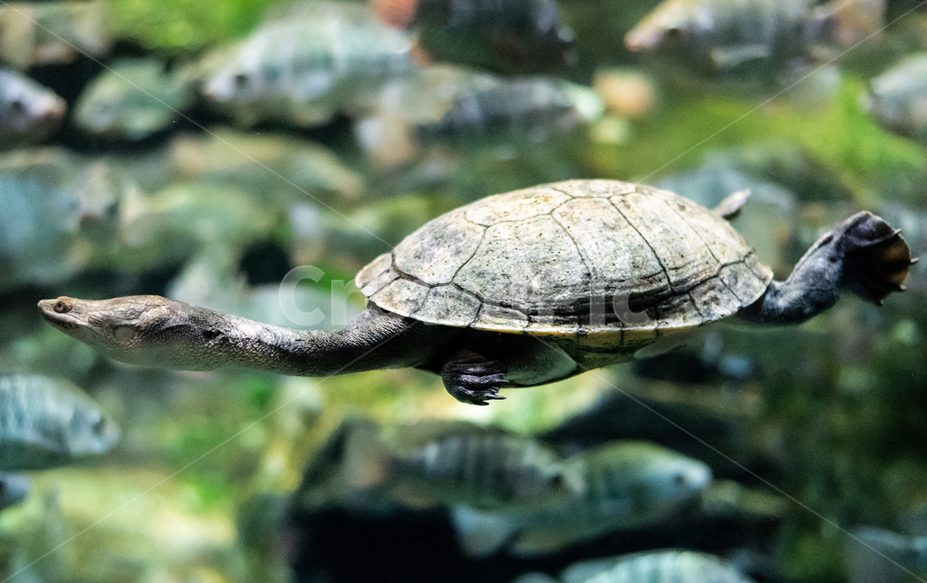 자라,수족관,아쿠아리움,민물,생물,동물,animal,파충류,양서류,reptile,amphibian