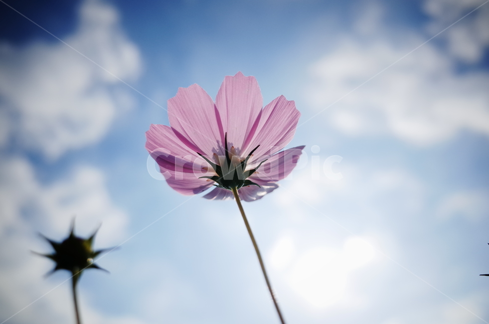 코스모스,분홍색,파란하늘,여름,접사,하늘,가을,계절,fall,autumn,season,식물,자연,plants,nature,꽃,flower,plant,blossom,petal,꽃잎