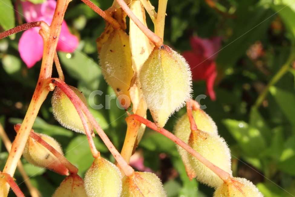 씨앗,식물,봉선화,봉숭아,gardenbalsam,식물,자연,plants,nature