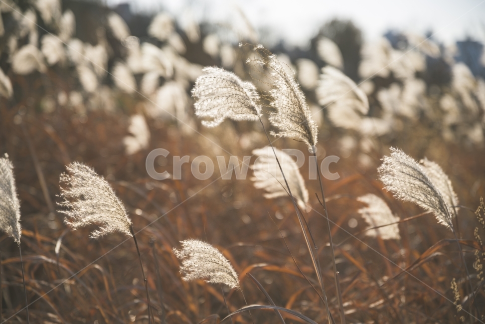 갈대,감성사진,갈대사진,가을,풍경,가을사진,사진,가을,계절,fall,autumn,season,식물,자연,plants,nature,감성,sensible,feeling,plant,grass,잔디,lawn,reed