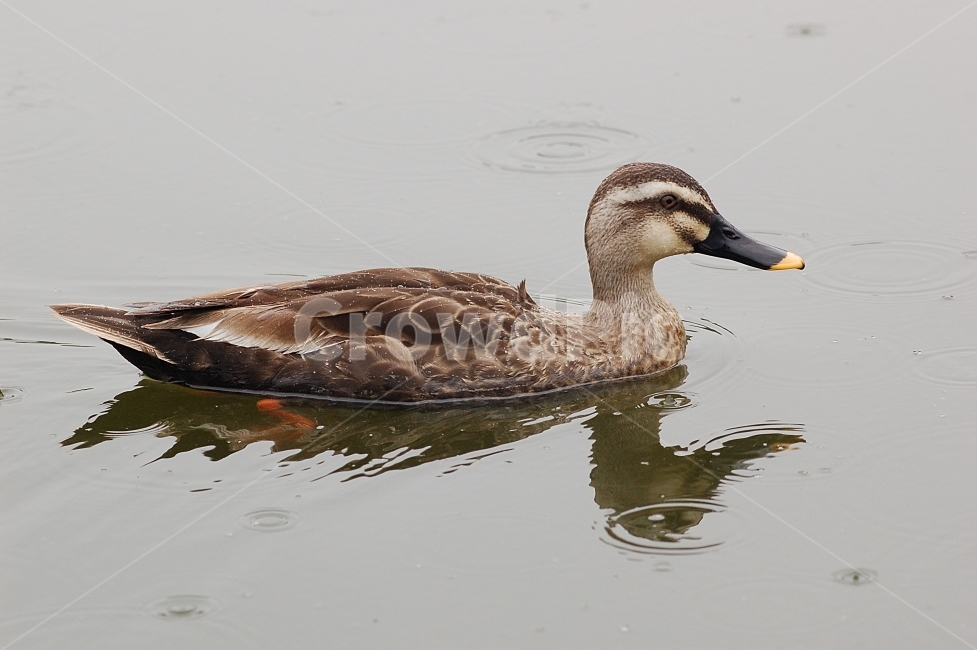 자연,조류,새,오리,물,Nature,birds,water,동물,animal,조류,새,birds