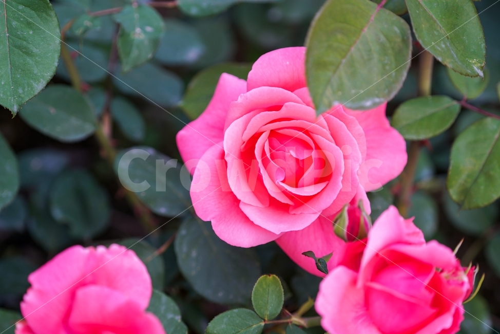 장미,꽃,분홍,정물,rose,pink,식물,자연,plants,nature,꽃,flower