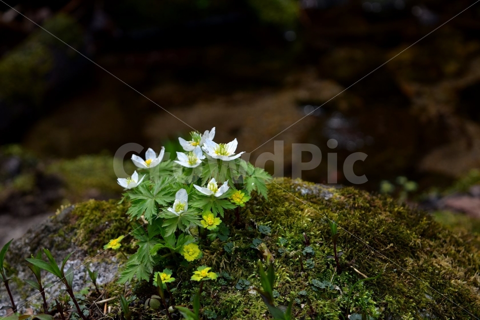 모데미풀,봄,야생화,꽃,청태산,강원도,봄꽃,고산야생화,감성,wildflower,산꽃,봄야생화,계곡,이끼,꽃말,슬픈추억,아쉬움,MegaleranthissaniculifoliaOhwi,금매화아재비,운봉금매화,식물,자연,식생,생태,식물,자연,plants,nature,꽃,flower