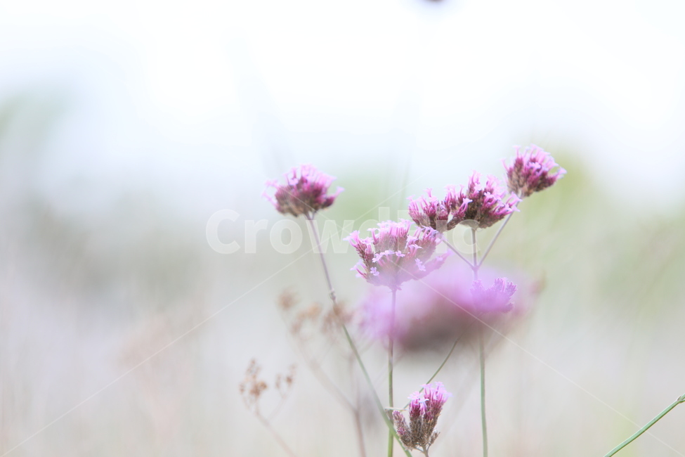 꽃,야생화,자연,들꽃,식물,식물,자연,plants,nature,꽃,flower