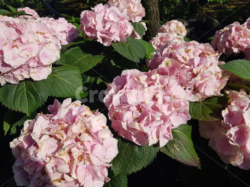 자연,꽃,수국,수국꽃,힐링,여유,식물,자연,plants,nature,꽃,flower