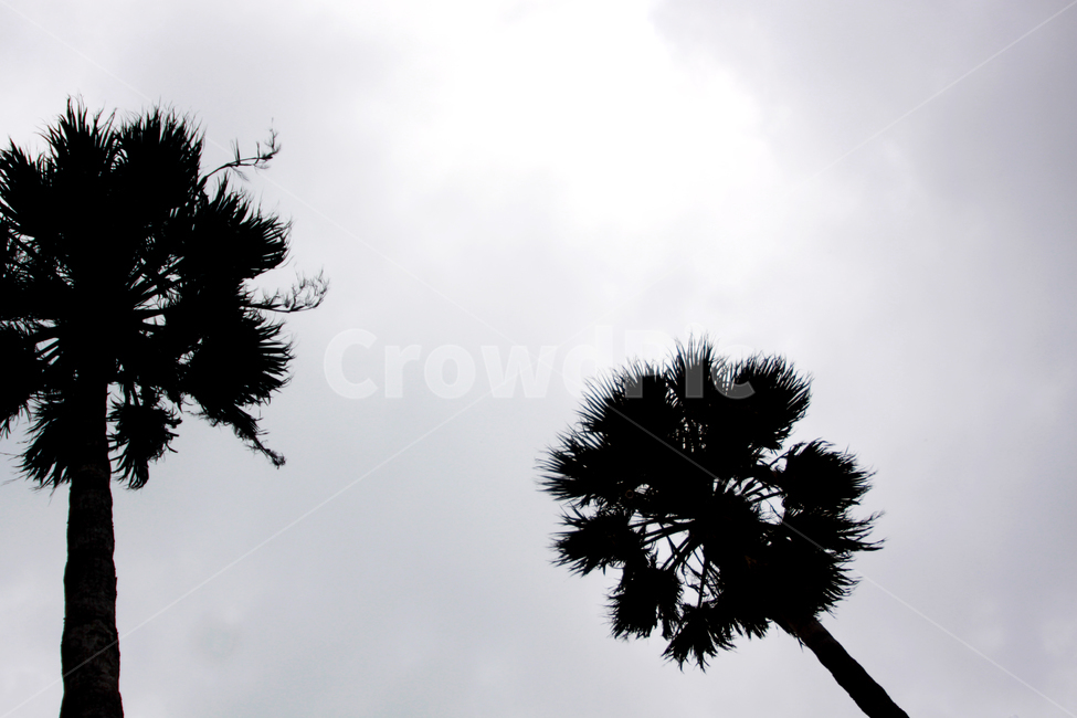 하늘,제주도,야자수,자연,풍경,나무,제주도,jeju,jeju island,식물,자연,plants,nature,나무,trees,wood,silhouette,실루엣