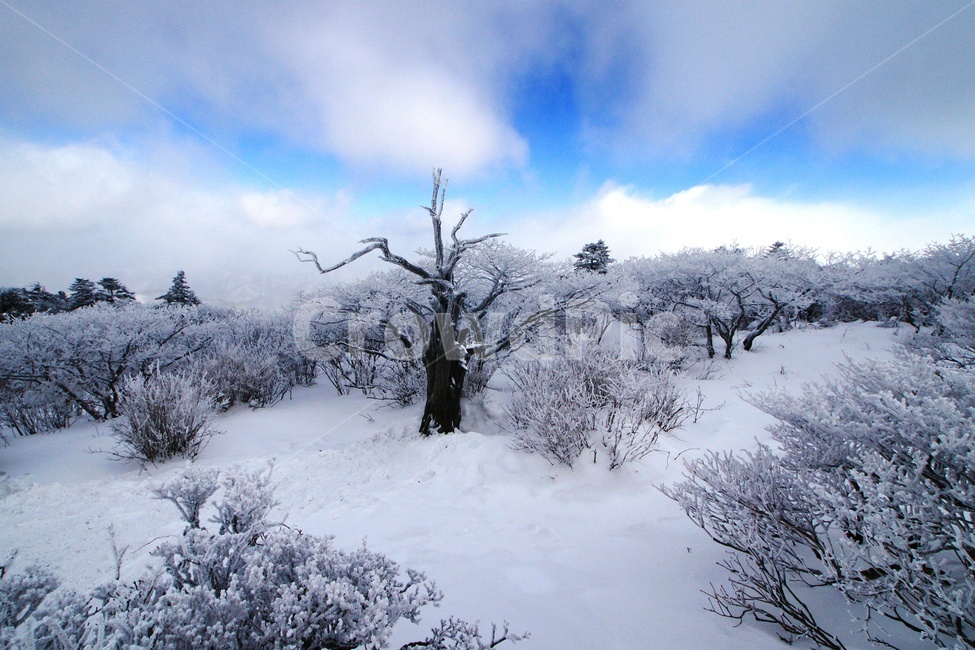 덕유산,설경,푸른하늘,눈,상고대,무주,주목,겨울,계절,winter,season,자연,풍경,nature,landscape,outdoors,옥외,storm,폭풍,snow,blizzard,눈보라