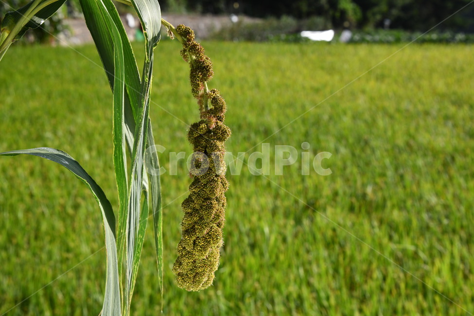 식물,벼,가을,수수,조,plant