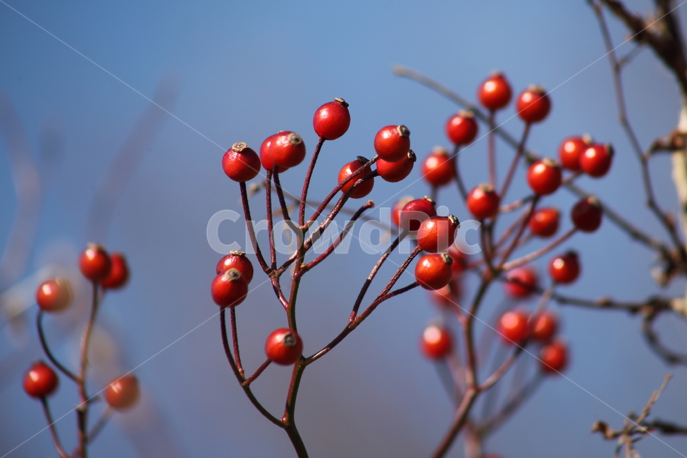 찔레,열매,식물,종자,multiflorarose,식물,자연,plants,nature,과일,열매,fruit