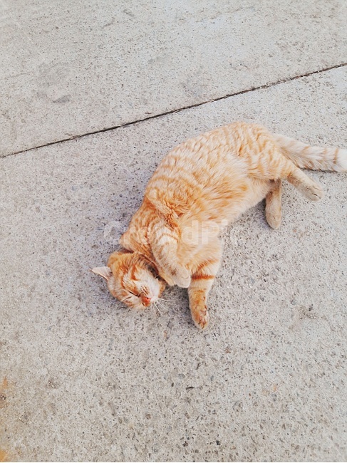 친구,동물,야옹이,길고양이,고양이,동물,animal,포유류,mammal,고양이,cat,kitten,kitty