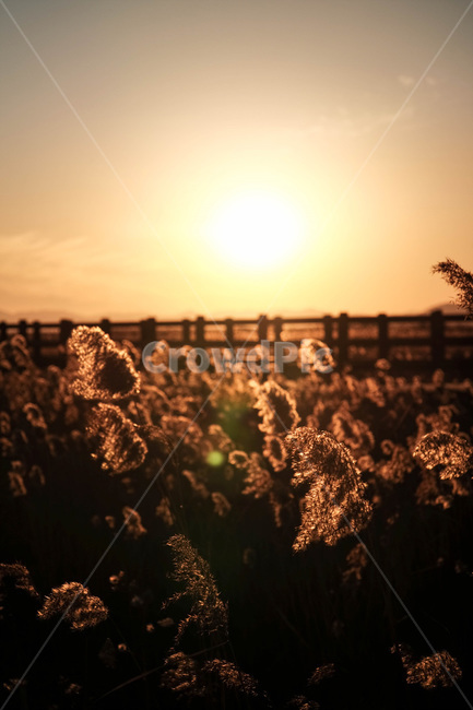 노을,일몰,저녁,식물,억새,갈대,자연,풍경,sunset,plant,nature,landscape,가을,계절,fall,autumn,season,자연,풍경,nature,landscape,휴식,힐링,rest,relaxation,healing,light,빛,flare,플레어,outdoors,옥외,sunlight,햇빛