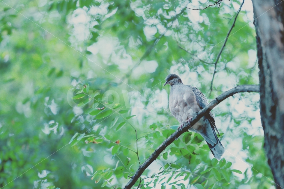 새,숲,자연,산,가을,나무,bird,tree,forest,mountain,green,nature,동물,animal,조류,새,birds,공포,호러,무서운,무서움,horror,terror,fear